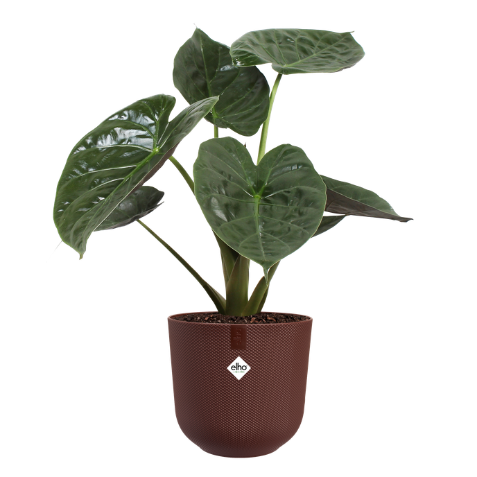 jazz round 35cm dark burgundy